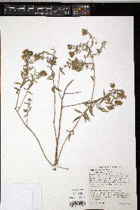 Symphyotrichum oblongifolium image