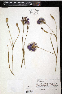 Alophia drummondii image