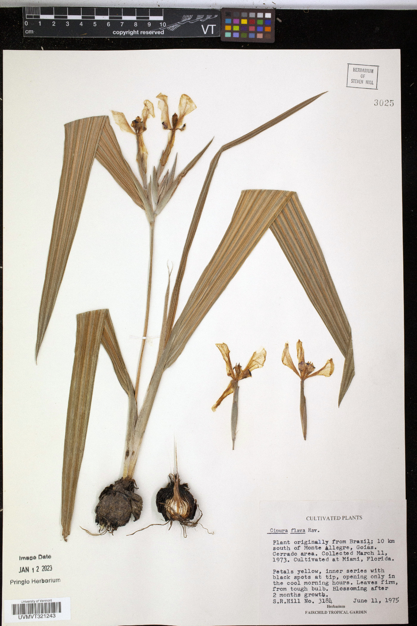 Cipura xanthomelas image