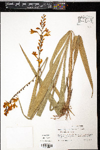 Crocosmia × crocosmiiflora image