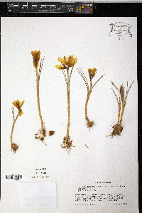 Crocus angustifolius image
