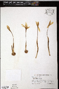 Crocus kotschyanus image