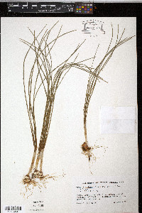 Crocus kotschyanus image