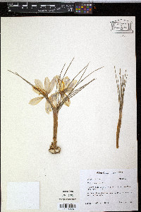 Crocus sativus image