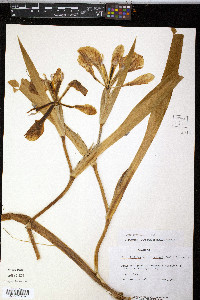 Iris brevicaulis image