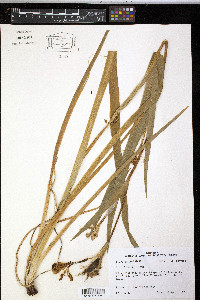 Iris fulva image