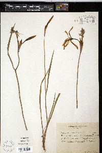 Iris prismatica image