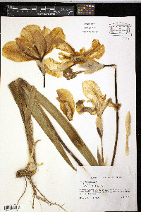 Iris germanica image
