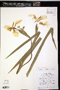 Iris pseudacorus image