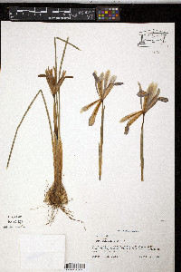 Iris reticulata image
