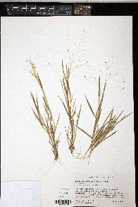 Digitaria cognata image