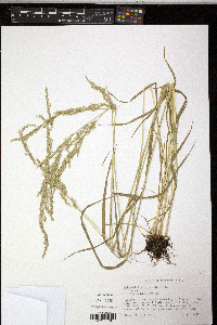 Sphenopholis intermedia image