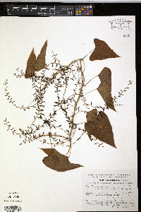 Dioscorea convolvulacea image