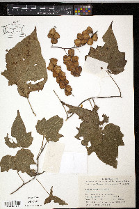 Dioscorea nipponica image