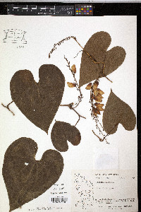 Rajania cordata image