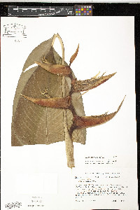 Heliconia bihai image