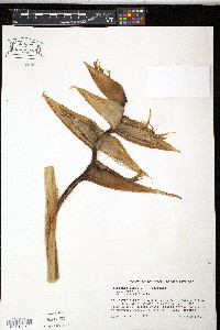 Heliconia bihai image