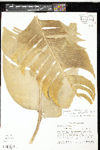 Heliconia latispatha image