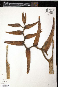 Heliconia latispatha image