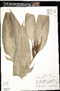 Heliconia vaginalis image