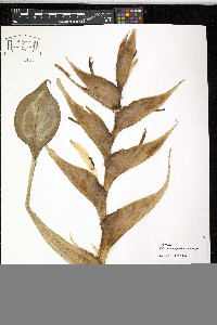 Heliconia wagneriana image