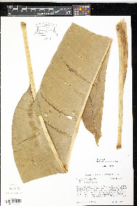 Heliconia wagneriana image