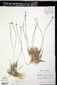 Eriocaulon aquaticum image