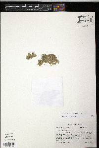 Lemna aequinoctialis image