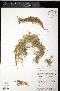 Lemna minor image
