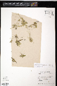 Lemna minor image