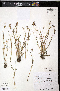 Juncus articulatus image