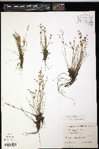 Juncus bulbosus image