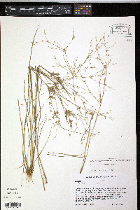 Juncus diffusissimus image
