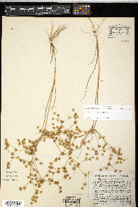 Juncus diffusissimus image