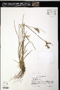 Juncus marginatus var. biflorus image