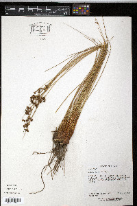 Juncus patens image