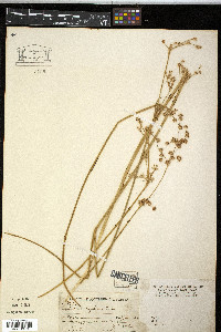 Juncus rugulosus image