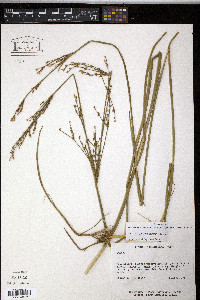 Juncus trigonocarpus image