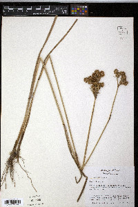 Juncus validus image