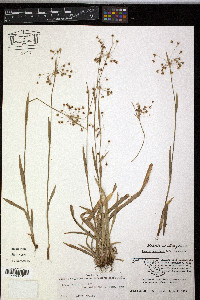 Luzula acuminata var. carolinae image