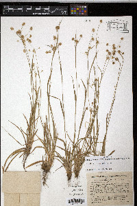 Luzula echinata image