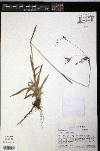 Luzula gigantea image