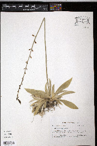 Aletris obovata image