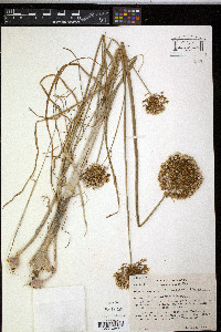 Allium caesium image