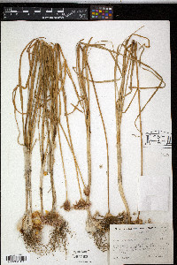 Allium canadense var. lavendulare image