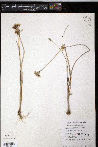 Allium elmendorfii image
