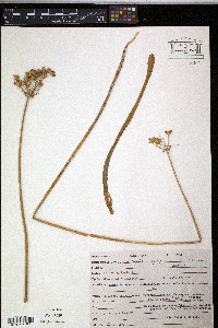 Media resource of Allium longifolium