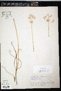 Allium roseum image