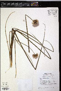 Allium schoenoprasum image