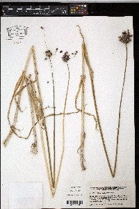 Allium scorodoprasum image